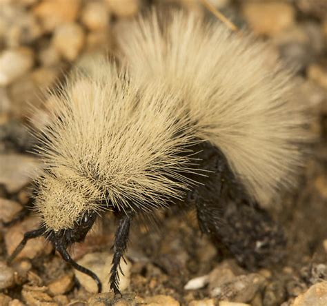 Velvet Ant Dasymutilla Sackenii Bugguide Net