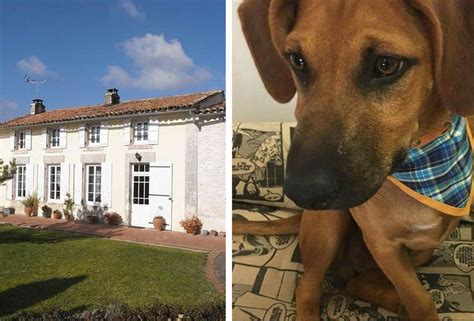 Trusted Housesitters Connects Pet Sitters With Homeowners - Thrillist