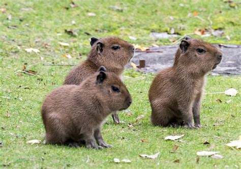 New Babies For The Capybaras Zoo Berlin