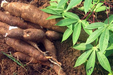 Le Manioc Une Mine D Or Pour L Afrique Centrale