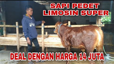 Sapi Pedet Limosin Super Deal Dengan Harga Juta Umur Bulan Youtube