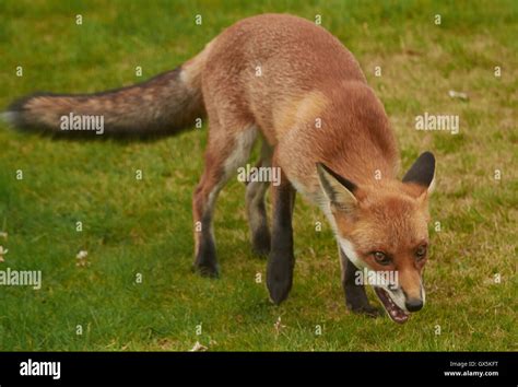 Nature in the UK Stock Photo - Alamy