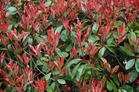 Photinia - A Very Popular Hedge Plant | Garden Hedge