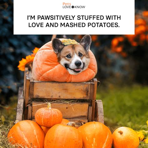 11 Happy Thanksgiving Dog Memes for Maximum Tail-Wags | LoveToKnow Pets