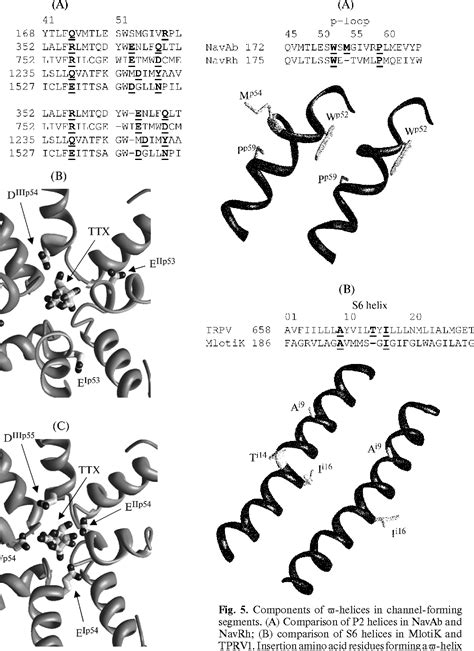 Figure 5 From Comparative And Ontogenic Biochemistry Molecular