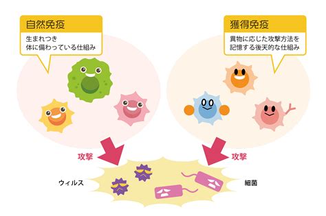 ワクチンは獲得免疫を利用した病気の予防法！仕組みや注意点とは？ やさしいlps