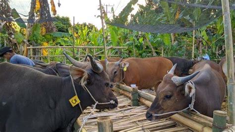 Disnakeswan Catat Populasi Sapi Di Lombok Timur Capai 131 210 Ekor