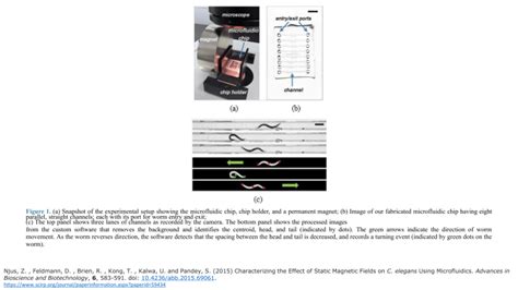 Effect Of Static Magnetic Field On Micro Organisms