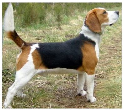 Beagle Harrier Mix Dog Info, Temperament, Training, Puppies, Pictures