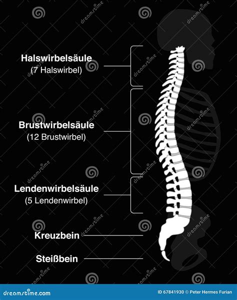 Backbone Black Stock Illustration | CartoonDealer.com #59627083