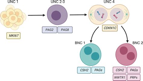 Proposed trophoblast cell differentiation based on pseudotime analyses ...