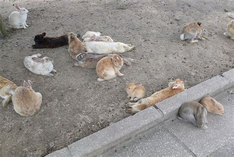 Okunoshima Rabbit Island