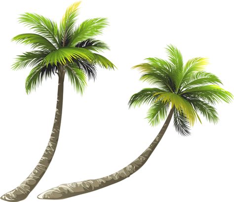 Download Arecaceae Coconut Royalty Free Illustration Coconut Tree Png