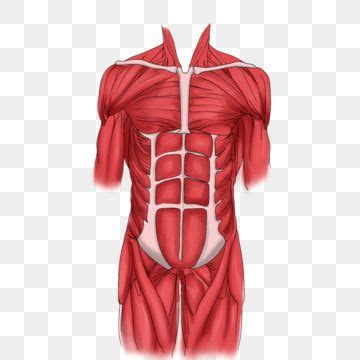 Muscle Clipart Vector Red Muscle Decoration Illustration Red Muscles