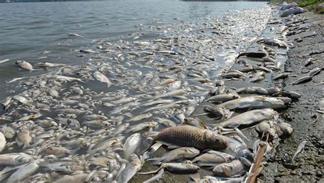 Cambio Climático Peces En Problemas