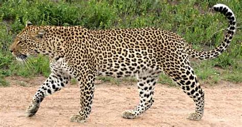 Leopard Information Interesting Facts About Leopards Including