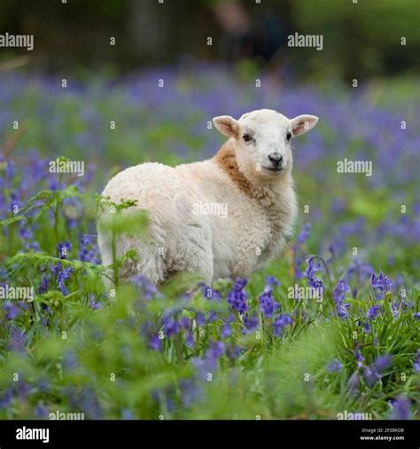 Lamb With Spring Flowers Uk Hi Res Stock Photography And Images Alamy