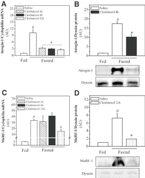 Clenbuterol Suppresses The MRNA And Protein Expression Of Atrogin 1 A