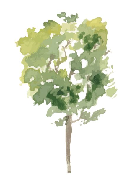 Mano Disegnato Albero Acquerello Illustrazione Png