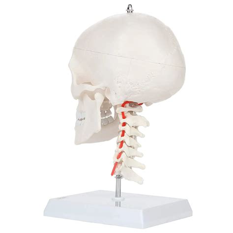 Human Skull Model With Flexible Neck Life Size Plastic Skull On A