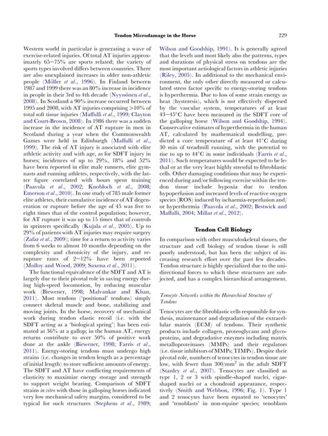 SOLUTION: The pathogenesis of tendon microdamage in athletes the horse