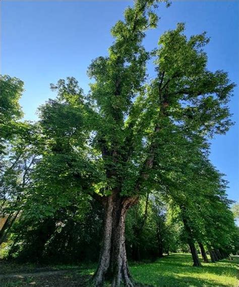 Nuovi Alberi Monumentali In Citt La Regione Approva Esemplari E Li