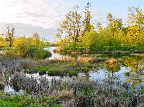 Wetlands As Varied As Our Region Woodland Fish And Wildlife