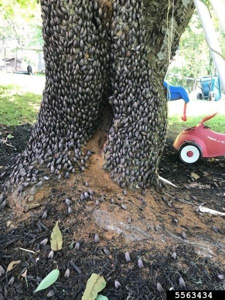 Spotted Lanternfly | NC State Extension Publications