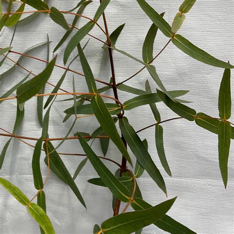 Eucalyptus radiata narrow leafed peppermint | Formosa Gardens Nursery