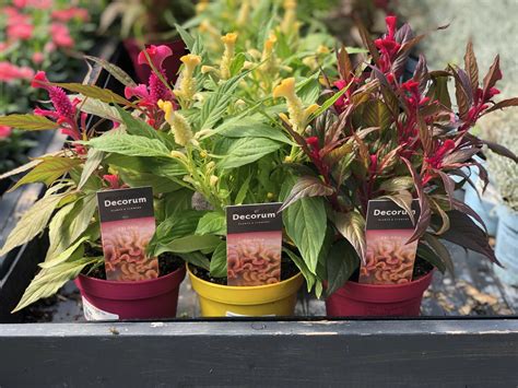Celosia Arg Hot Topic Mix Assorted D And M Garden Centre