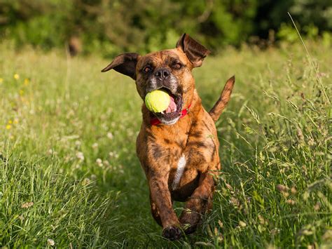 Do Dogs Actually Like Playing Fetch