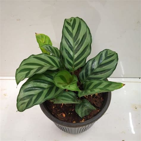 Calathea Louisae The Definitive Guide To Care And Propagation