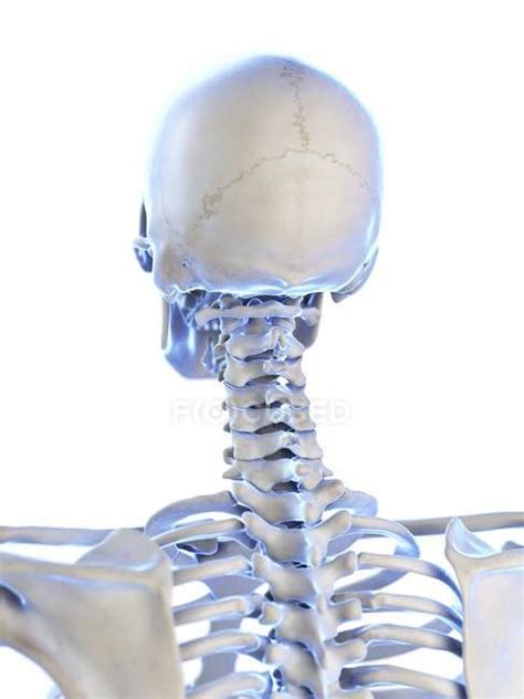 anatomy  human skeleton neck bones computer illustration cervical