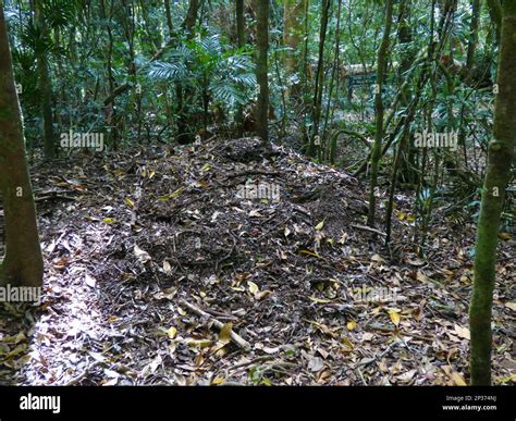 australian brush turkey alectura lathami nest mound  forest