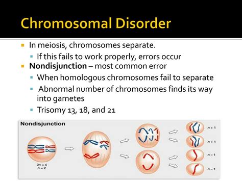 Ppt Chapter 14 Human Genetics Powerpoint Presentation Free Download Id2170557