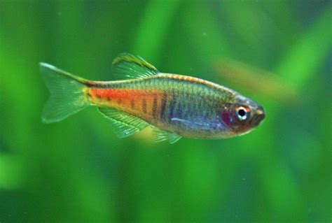 7 Most Common Danio Fish For Your Aquarium