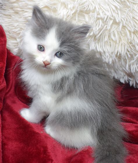 3 Adorable Ragdoll X Persian Kittens Mixed Breed For Sale Near Me In