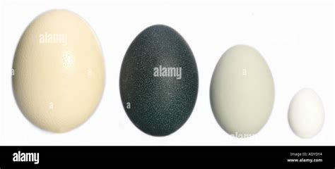 size comparison of the eggs of ostrich (largest egg of the world), emu ...