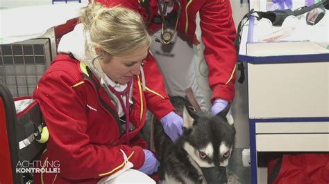 Achtung Kontrolle Wir kümmern uns drum Staffel 2024 Folge 24 Husky in