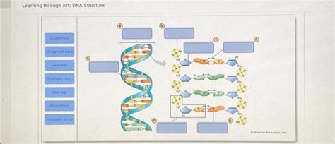 Solved Learning Through Art DNA Structure Double Helix Chegg