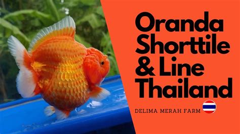 IKAN KOKI ORANDA SHORTTILE RARE LINE THAILAND SHOGUN FARM YouTube