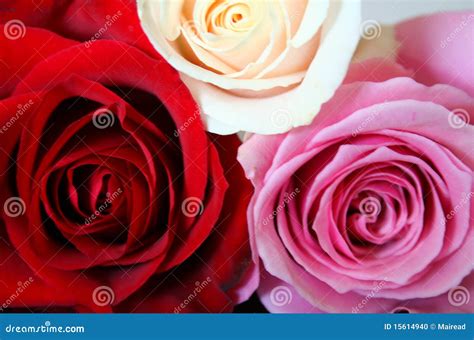 Red, Pink And White Roses Stock Photo - Image: 15614940