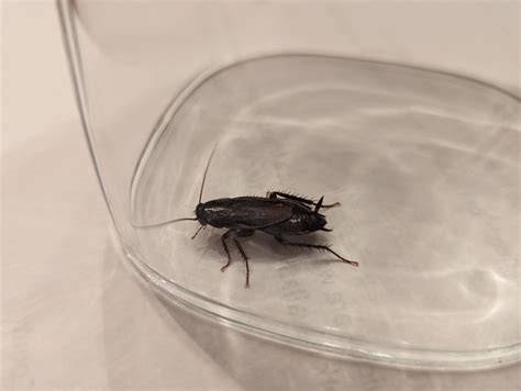 So grossed out - is this a roach? : r/whatsthisbug