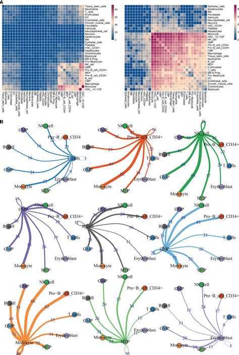 Frontiers Integrating Rna Seq And Scrna Seq To Explore The Biological