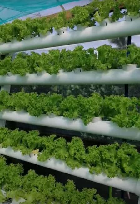 Growing Hydroponic Lettuce Towers Easy And Lush