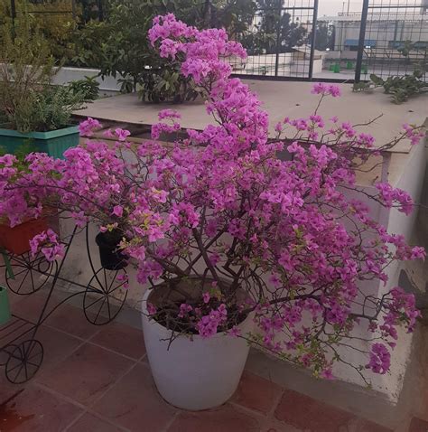 This 15+ year bougainvillea doesn't grow taller but flowers valiantly