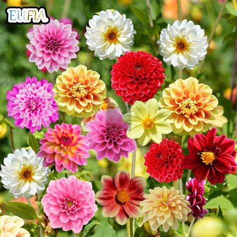 Mixed Colors Dahlia Flower Seeds for Planting Colorful Gardening Flower Seeds Indoor | Shopee ...