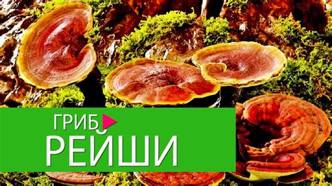 ГРИБЫ РЕЙШИ – КАК ЛУЧШЕ ИСПОЛЬЗОВАТЬ ДЛЯ ЛЕЧЕНИЯ. ПОЛЕЗНЫЕ СВОЙСТВА ...