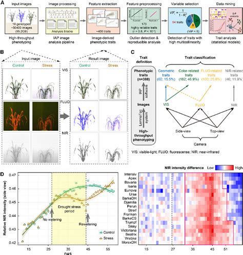 Pipeline For Analysis Of High Throughput Phenotyping Data In Barley