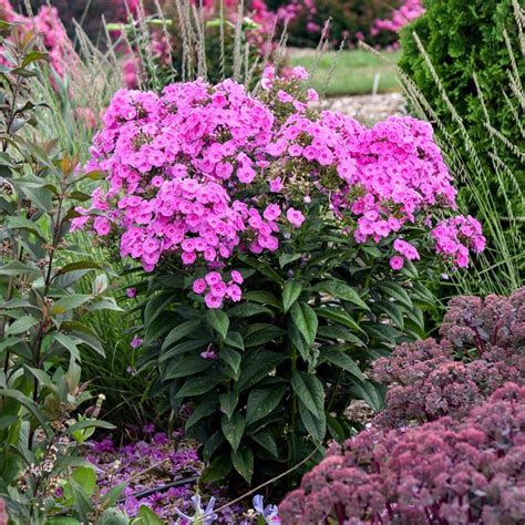 Luminary® Prismatic Pink Garden Phlox Sooner Plant Farm